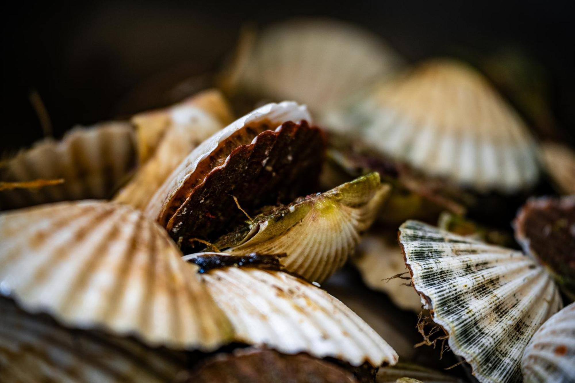 Murray Arms Hotel And Seafood Restaurant, Orkney Saint Margarets Hope Exteriér fotografie